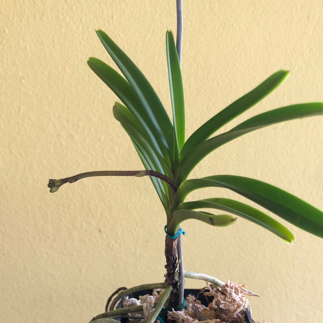 Neofinetia falcata x Vanda coerulescens - In SPIKE! Vanda La Foresta Orchids 