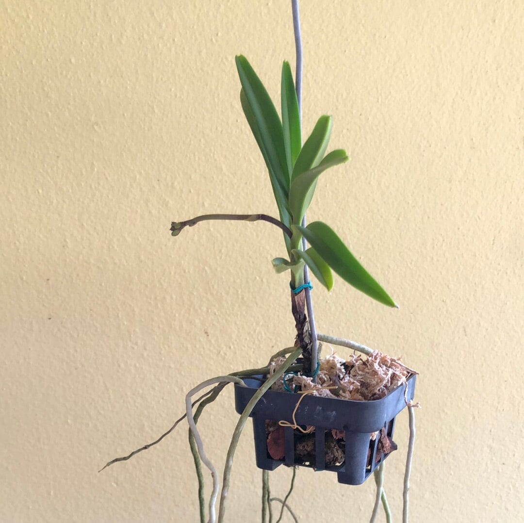 Neofinetia falcata x Vanda coerulescens - In SPIKE! Vanda La Foresta Orchids 