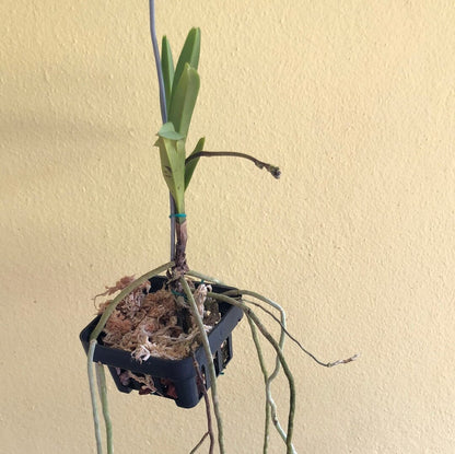 Neofinetia falcata x Vanda coerulescens - In SPIKE! Vanda La Foresta Orchids 