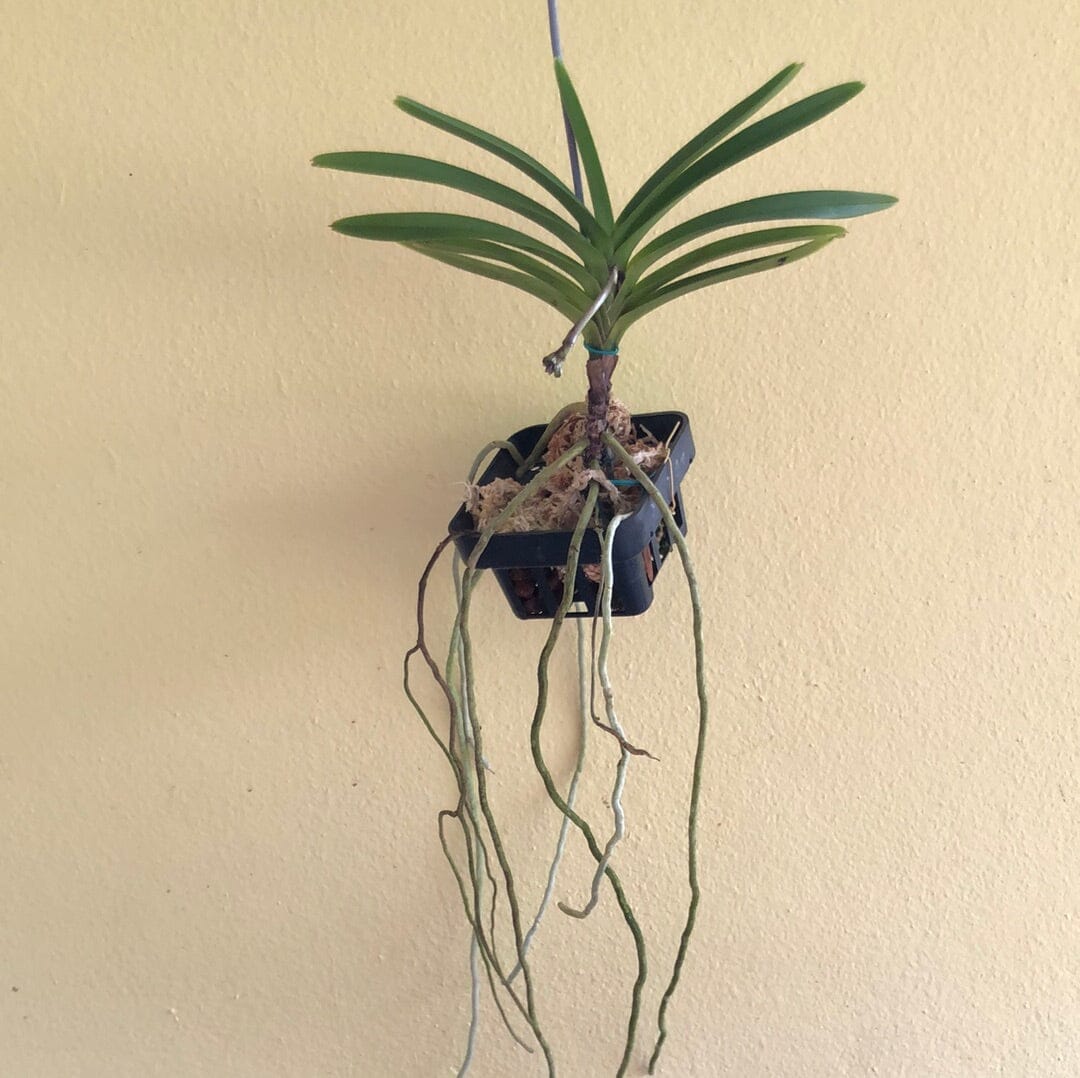 Neofinetia falcata x Vanda coerulescens - In SPIKE! Vanda La Foresta Orchids 