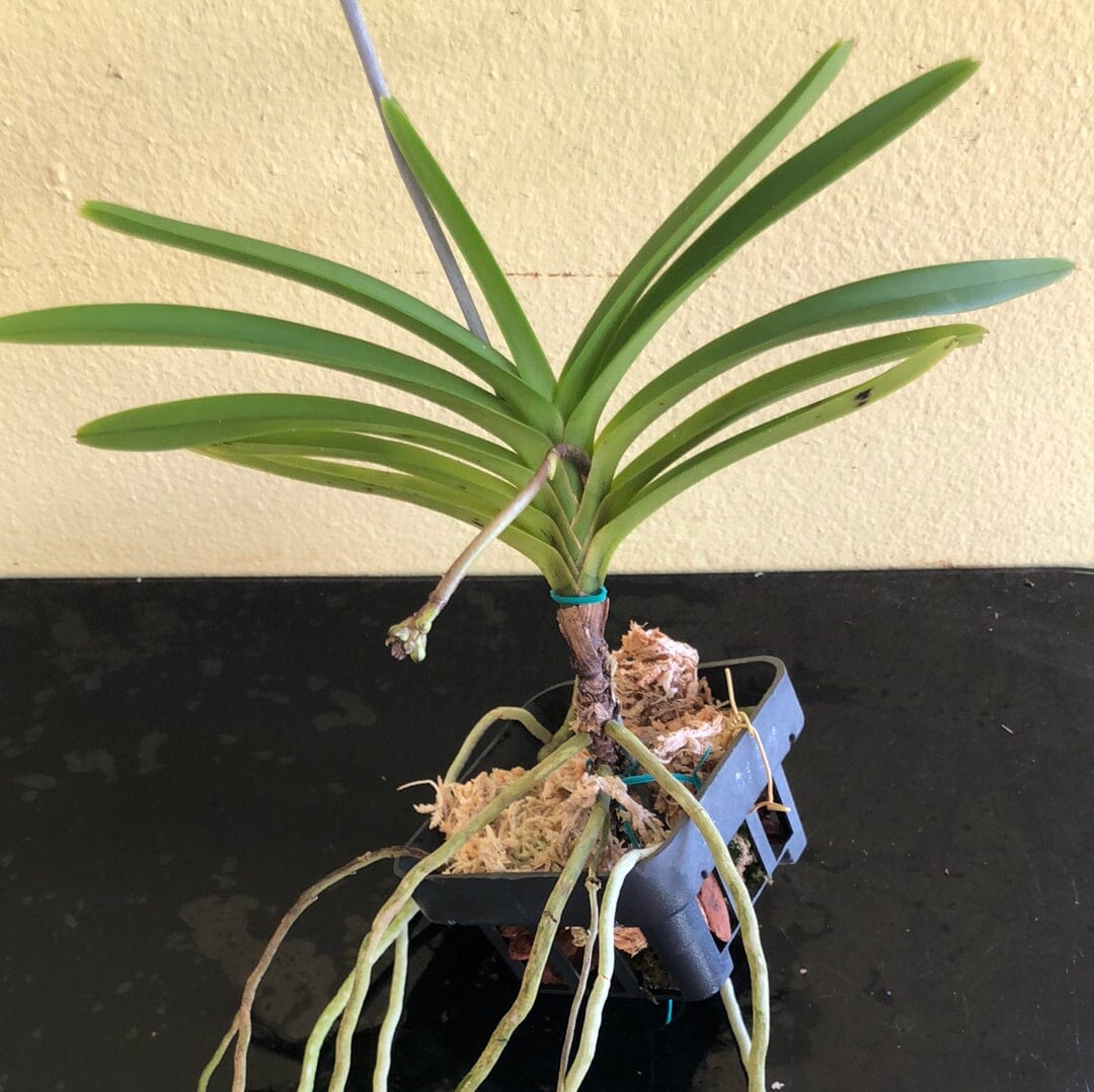 Neofinetia falcata x Vanda coerulescens - In SPIKE! Vanda La Foresta Orchids 