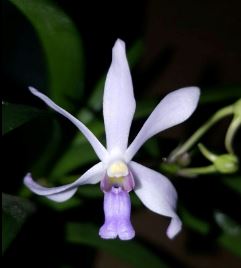 Neofinetia falcata x Vanda coerulescens Vanda La Foresta Orchids 