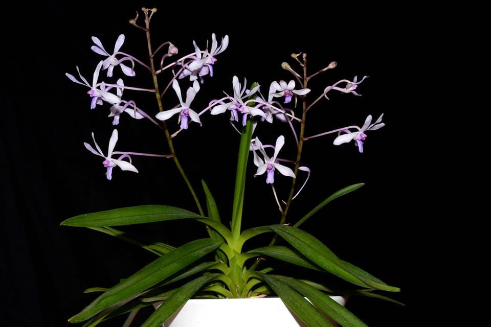 Neofinetia falcata x Vanda coerulescens Vanda La Foresta Orchids 