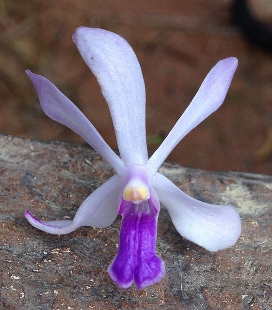 Neofinetia falcata x Vanda coerulescens Vanda La Foresta Orchids 