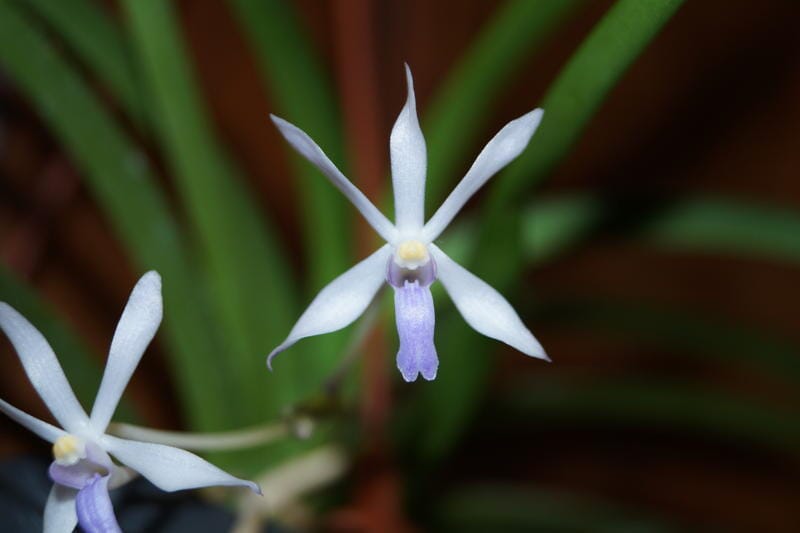 Neofinetia falcata x Vanda coerulescens Vanda La Foresta Orchids 