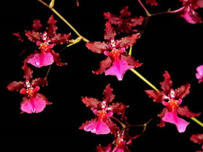 Oncidium Alliance: Oncidium Sharry Baby 'Red Fantasy' Oncidium La Foresta Orchids 