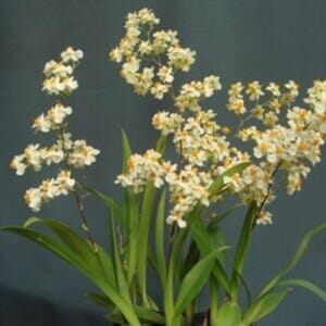 Oncidium Alliance - Oncidium Twinkle 'Fantasy' Oncidium La Foresta Orchids 