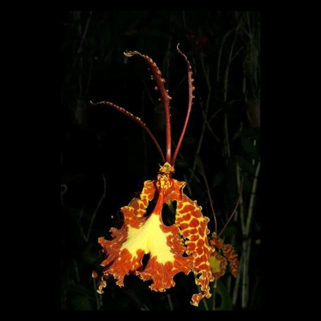 Oncidium Alliance - Psychopsis krameriana Psychopsis La Foresta Orchids 