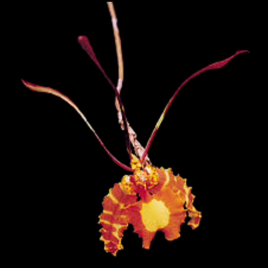 Oncidium Alliance - Psychopsis papilio Psychopsis La Foresta Orchids 