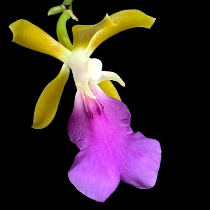 Oncidium Alliance: Trichocentrum albococcineum Oncidium La Foresta Orchids 
