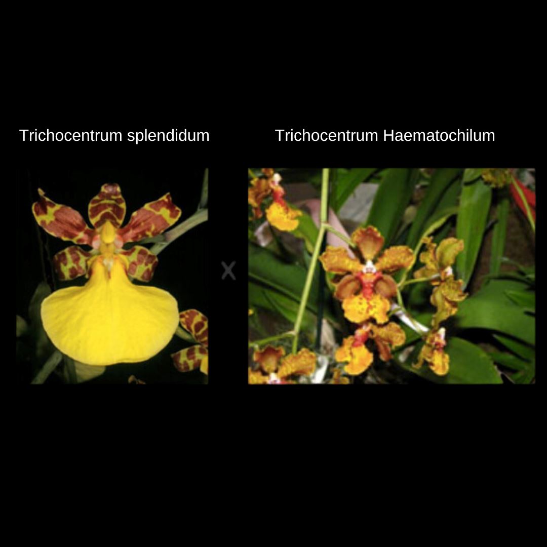 Oncidium Alliance: Trichocentrum Kuquat Oncidium La Foresta Orchids 