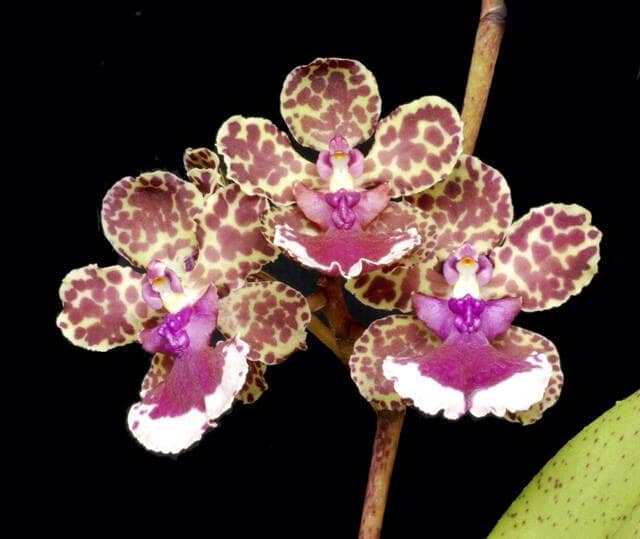 Oncidium Alliance - Trichocentrum Ollie Palmer Oncidium La Foresta Orchids 