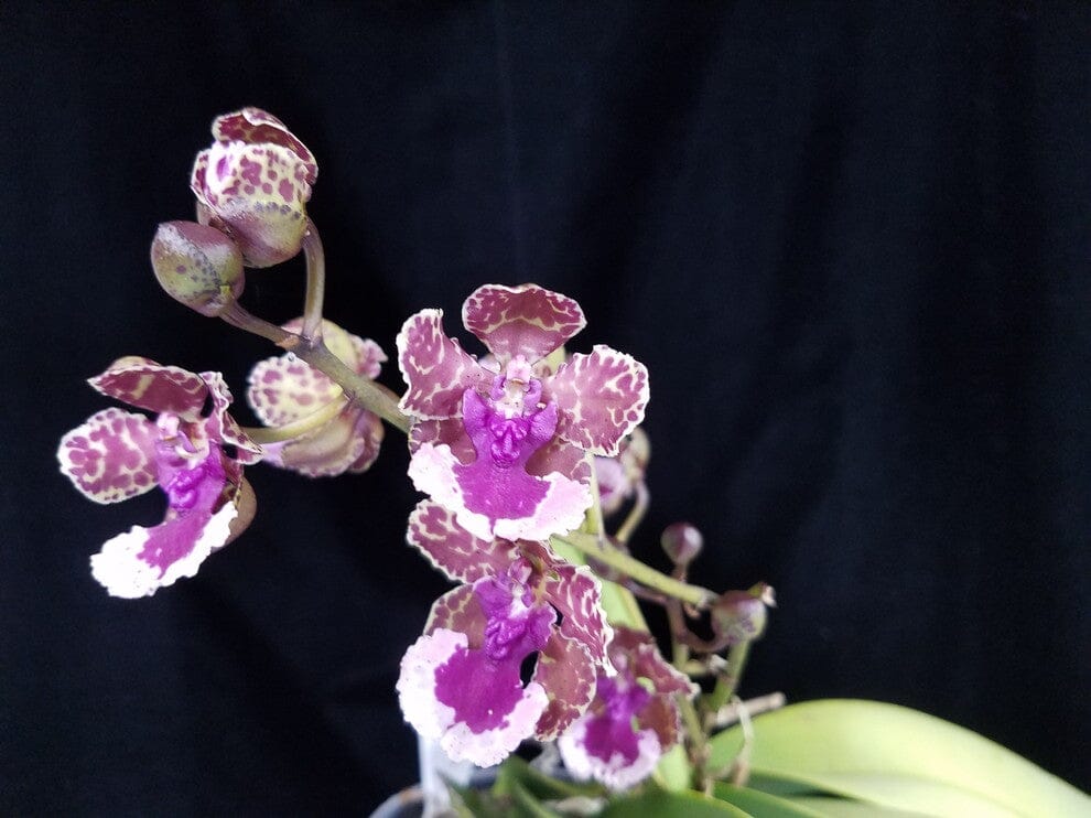 Oncidium Alliance - Trichocentrum Ollie Palmer Oncidium La Foresta Orchids 