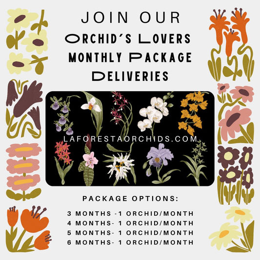 Orchids Lover's Monthly Packages Deliveries Gifts Bundles La Foresta Orchids 