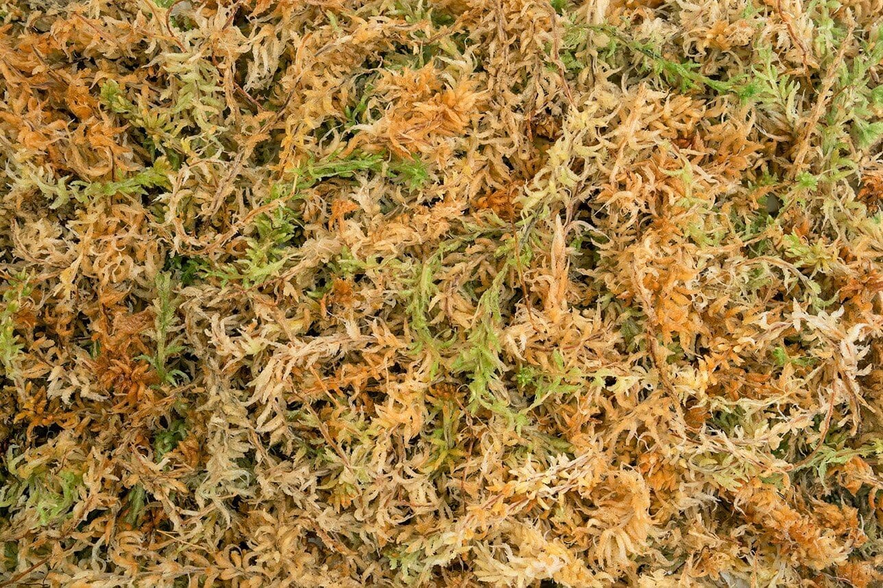 Orchids Supplies: Horticultural Sphagnum Moss 40 Liters New Zealand Grade AA 500 Gram Supplies Amazon 