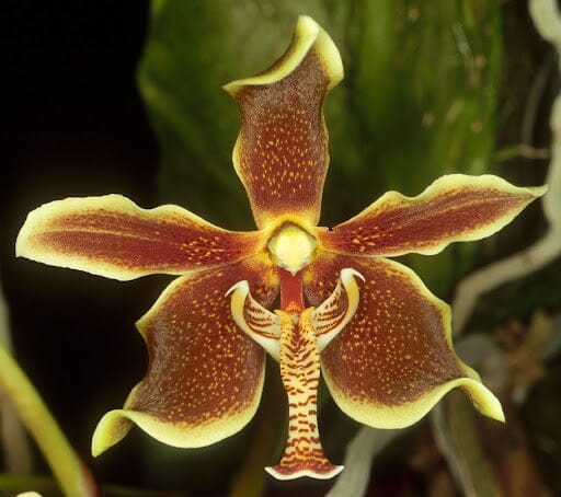 Paraphalaenopsis labukensis Paraphalaenopsis La Foresta Orchids 