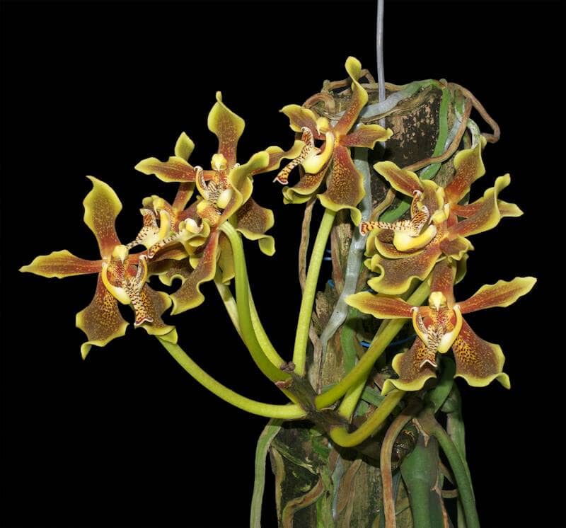 Paraphalaenopsis labukensis Paraphalaenopsis La Foresta Orchids 