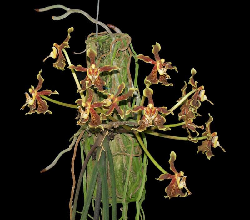 Paraphalaenopsis labukensis Paraphalaenopsis La Foresta Orchids 