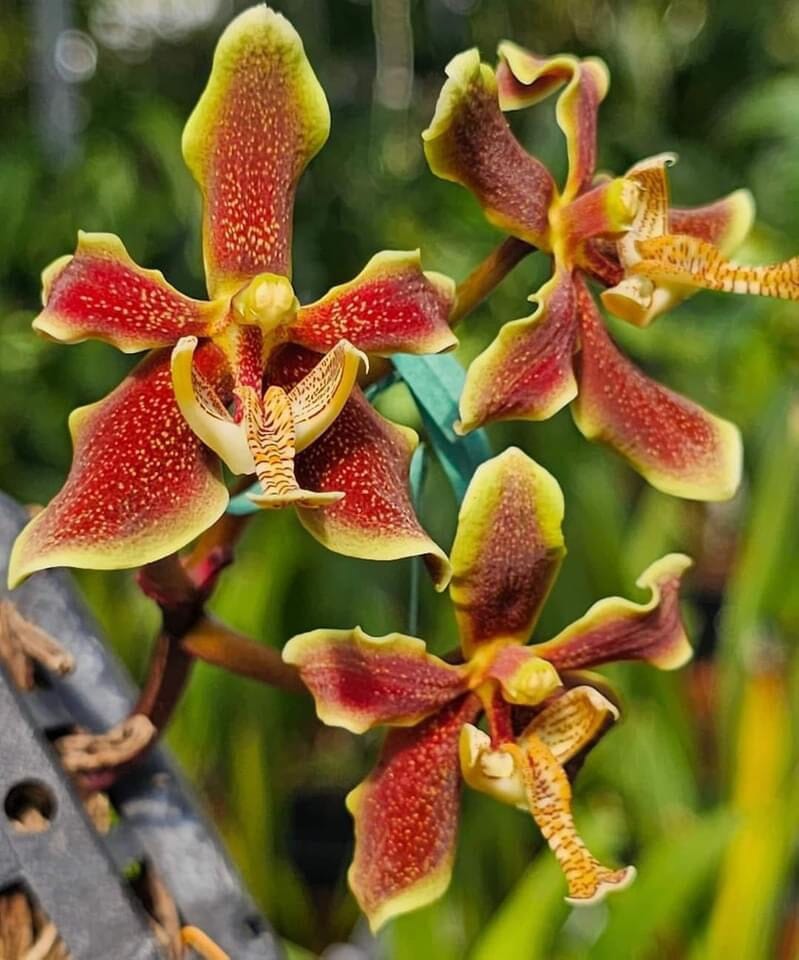 Paraphalaenopsis labukensis Paraphalaenopsis La Foresta Orchids 