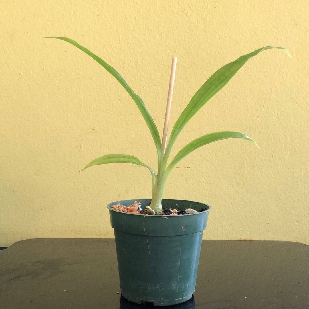 Phaius Lady Ramona Harris 'Looking @ You' AM/AOS Phaius La Foresta Orchids 