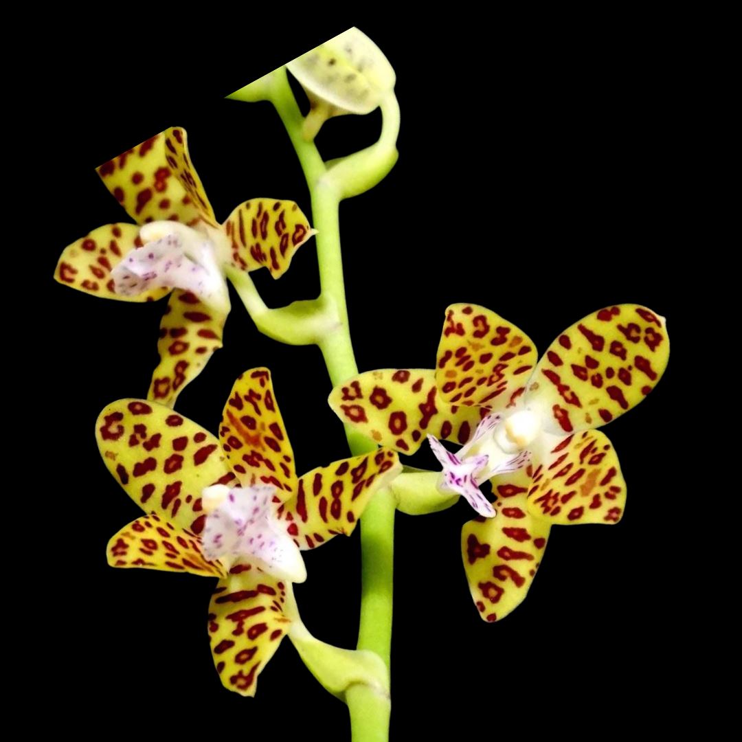 Phalaenopsis Alliance: Hygrochilus parishii x Sedirea japonica – La ...