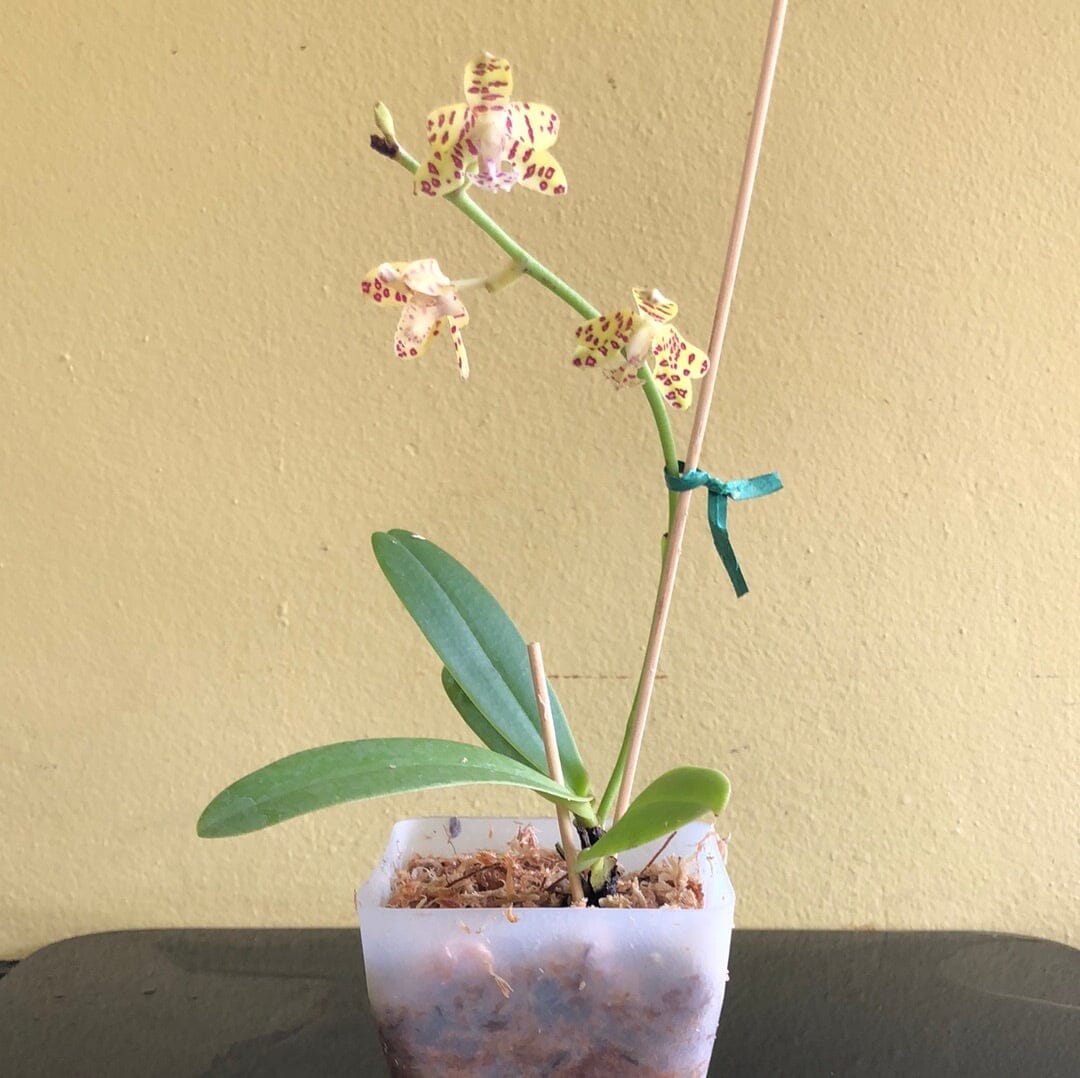 Phalaenopsis Alliance: Hygrochilus parishii x Sedirea japonica Phalaenopsis La Foresta Orchids 