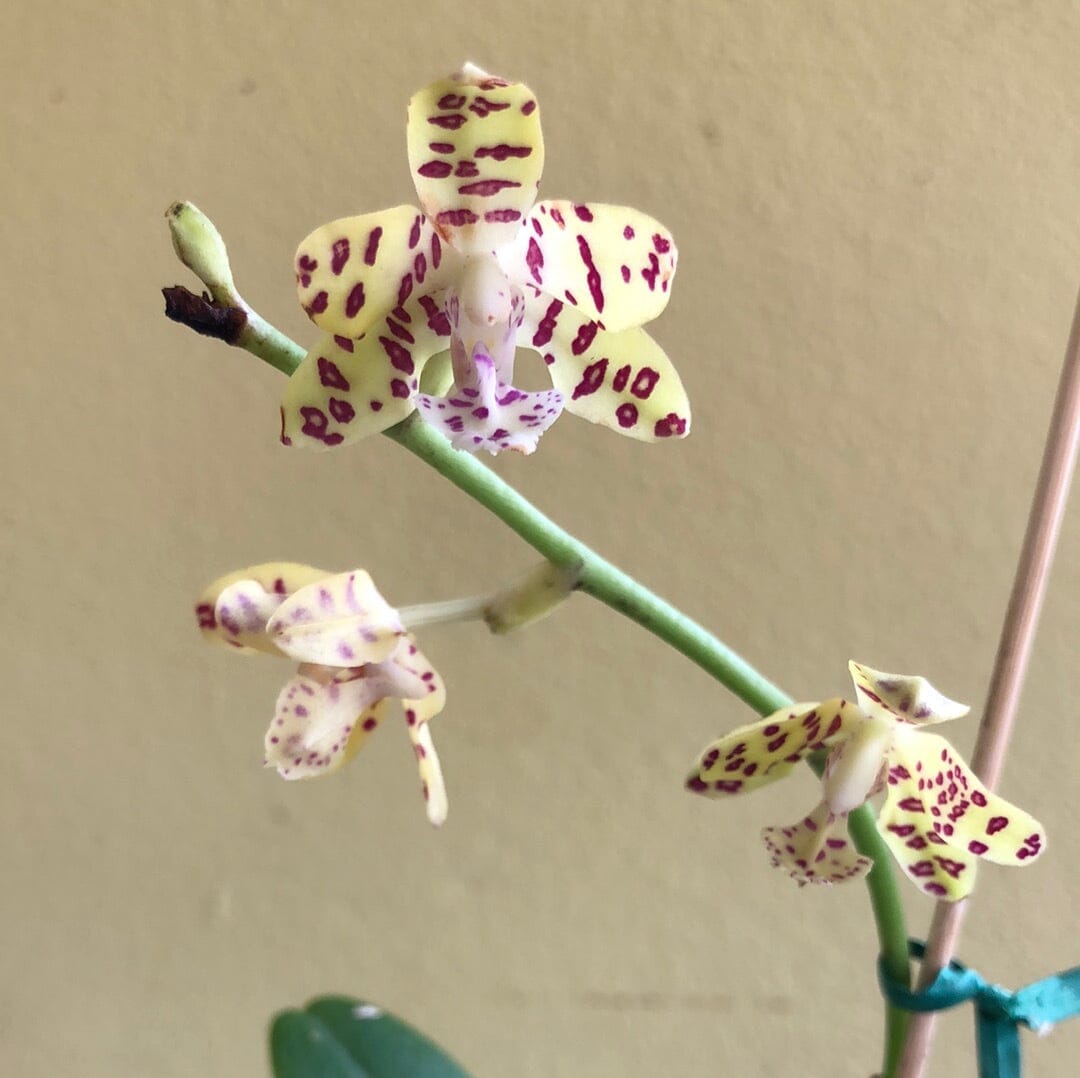 Phalaenopsis Alliance: Hygrochilus parishii x Sedirea japonica Phalaenopsis La Foresta Orchids 