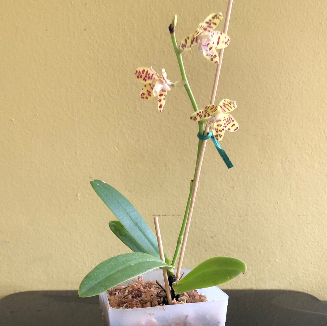 Phalaenopsis Alliance: Hygrochilus parishii x Sedirea japonica Phalaenopsis La Foresta Orchids 