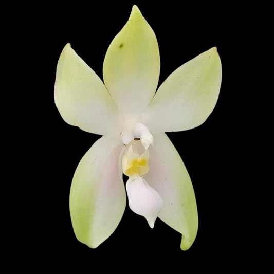 Phalaenopsis bellina var. 'Fire Shape' Phalaenopsis La Foresta Orchids 