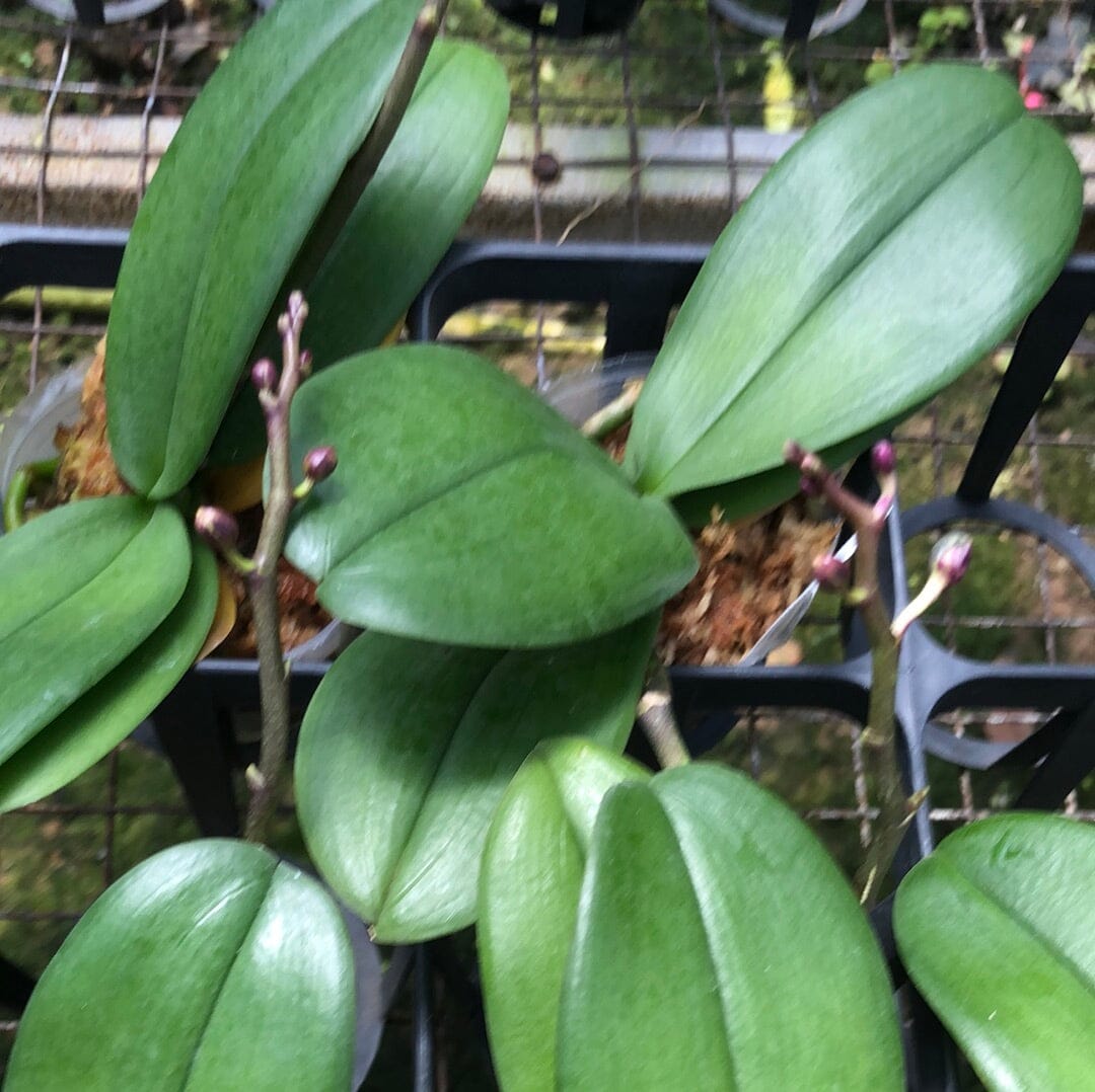 Phalaenopsis Miki Black Angel - In BLOOM! * Phalaenopsis La Foresta Orchids 