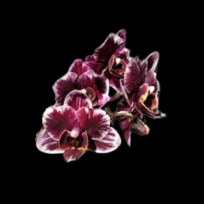 Phalaenopsis Miki Black Angel Phalaenopsis La Foresta Orchids 