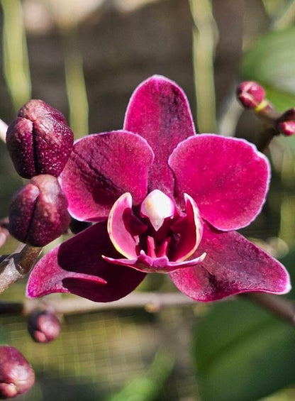 Phalaenopsis Miki Black Angel Phalaenopsis La Foresta Orchids 