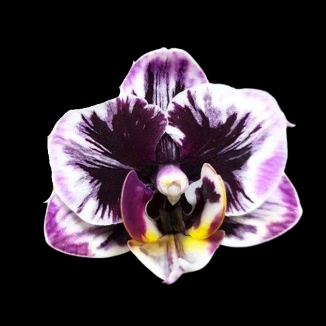 Phalaenopsis Miki Black Angel Phalaenopsis La Foresta Orchids Miki Black Angel '364' 