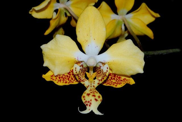 Phalaenopsis stuartiana var. nobilis 'Yellow' Phalaenopsis La Foresta Orchids 