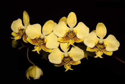 Phalaenopsis stuartiana var. nobilis 'Yellow' Phalaenopsis La Foresta Orchids 