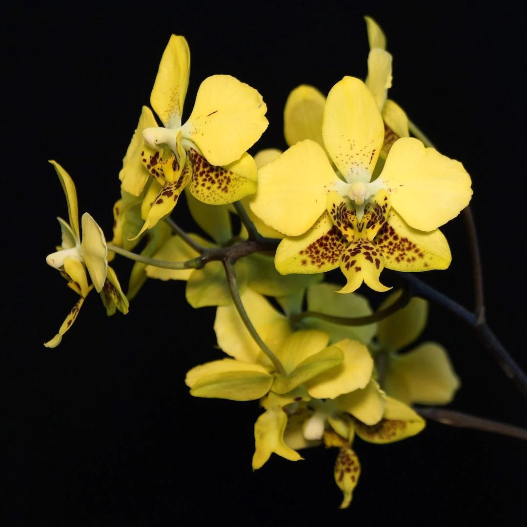 Phalaenopsis stuartiana var. nobilis 'Yellow' Phalaenopsis La Foresta Orchids 