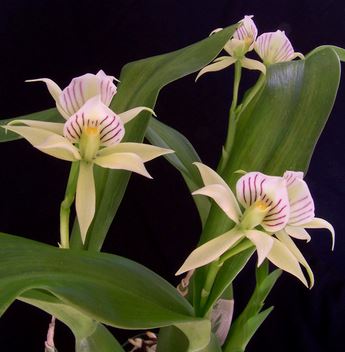 Prosthechea ionophlebia Encyclia La Foresta Orchids 