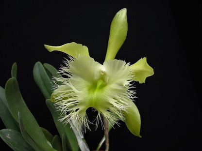 Rhyncholaelia digbyana Cattleya La Foresta Orchids 