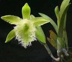 Rhyncholaelia digbyana Cattleya La Foresta Orchids 
