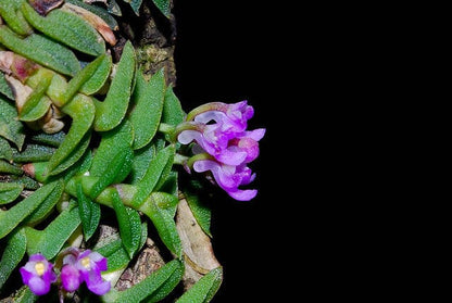 Schoenorchis scolopendria Schoenorchis La Foresta Orchids 