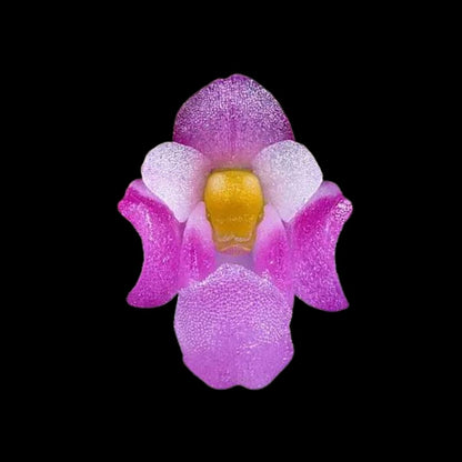 Schoenorchis scolopendria Schoenorchis La Foresta Orchids 