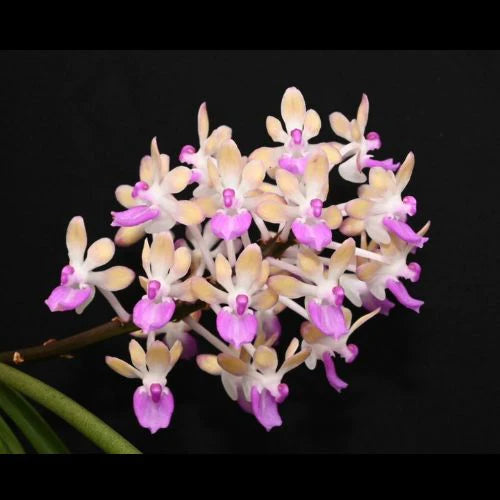 Seidenfadenia mitrata Vanda La Foresta Orchids var. yellow 