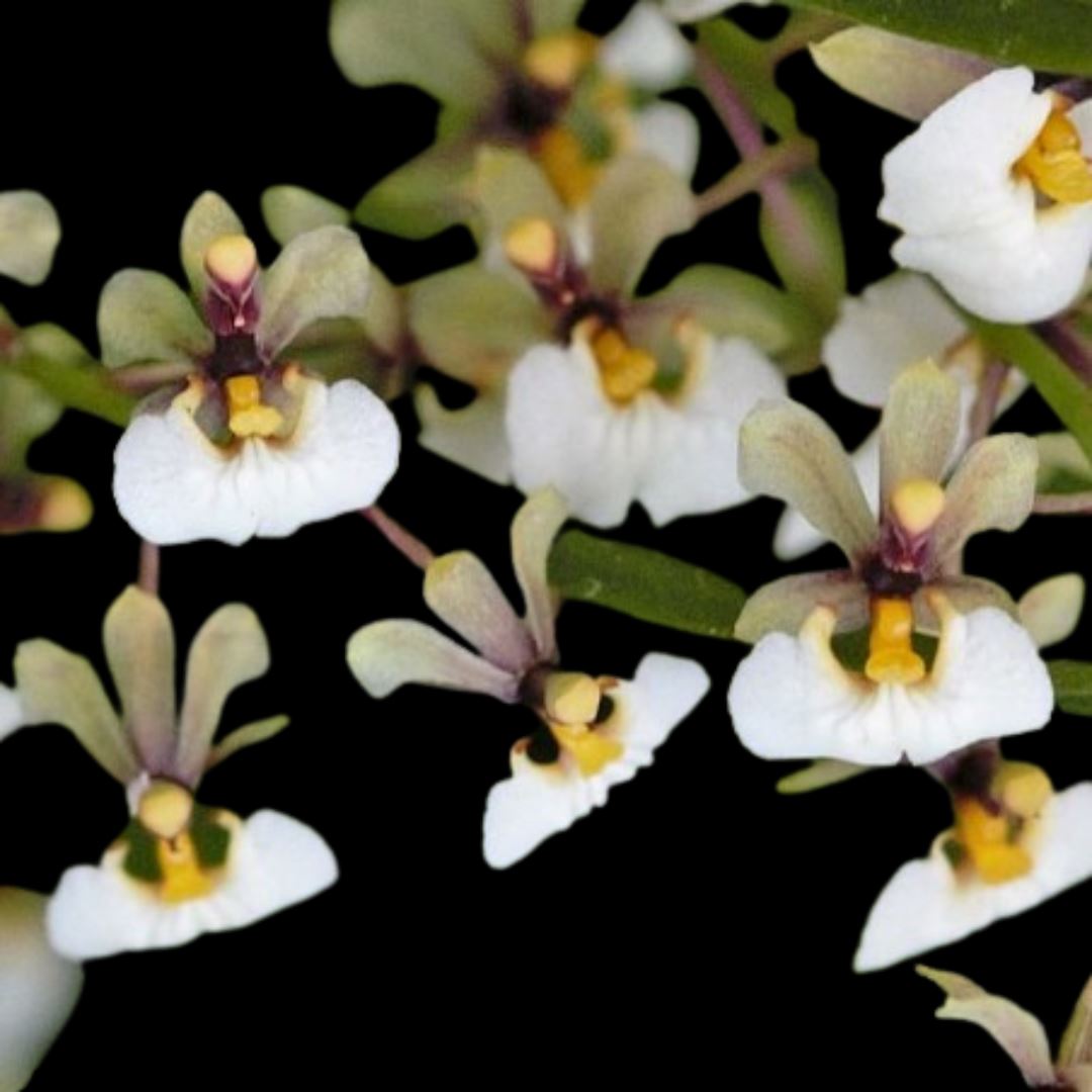 Oncidium Alliance: Sigmatostylix radicans – La Foresta Orchids