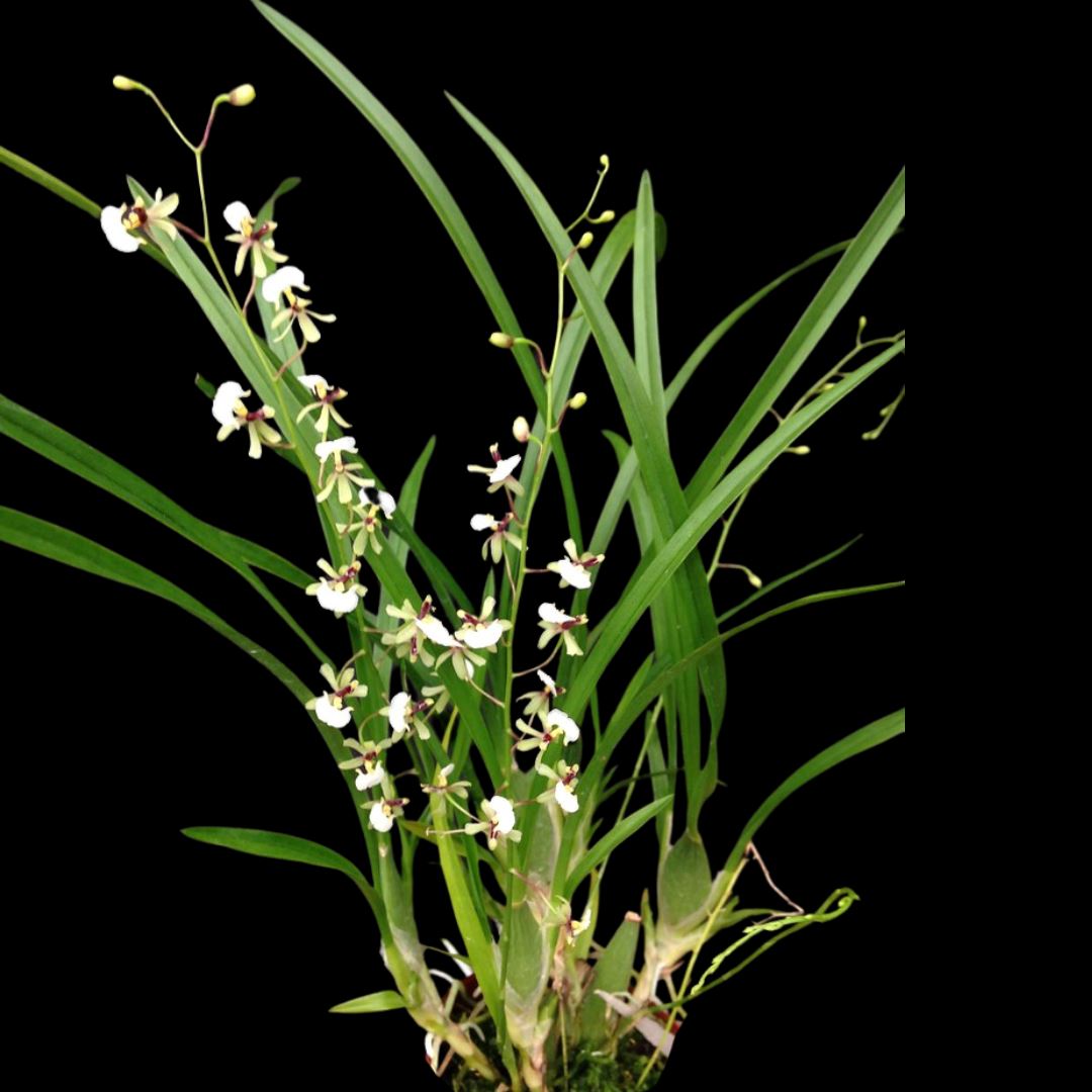 Sigmatostylix radicans Gomesa La Foresta Orchids 