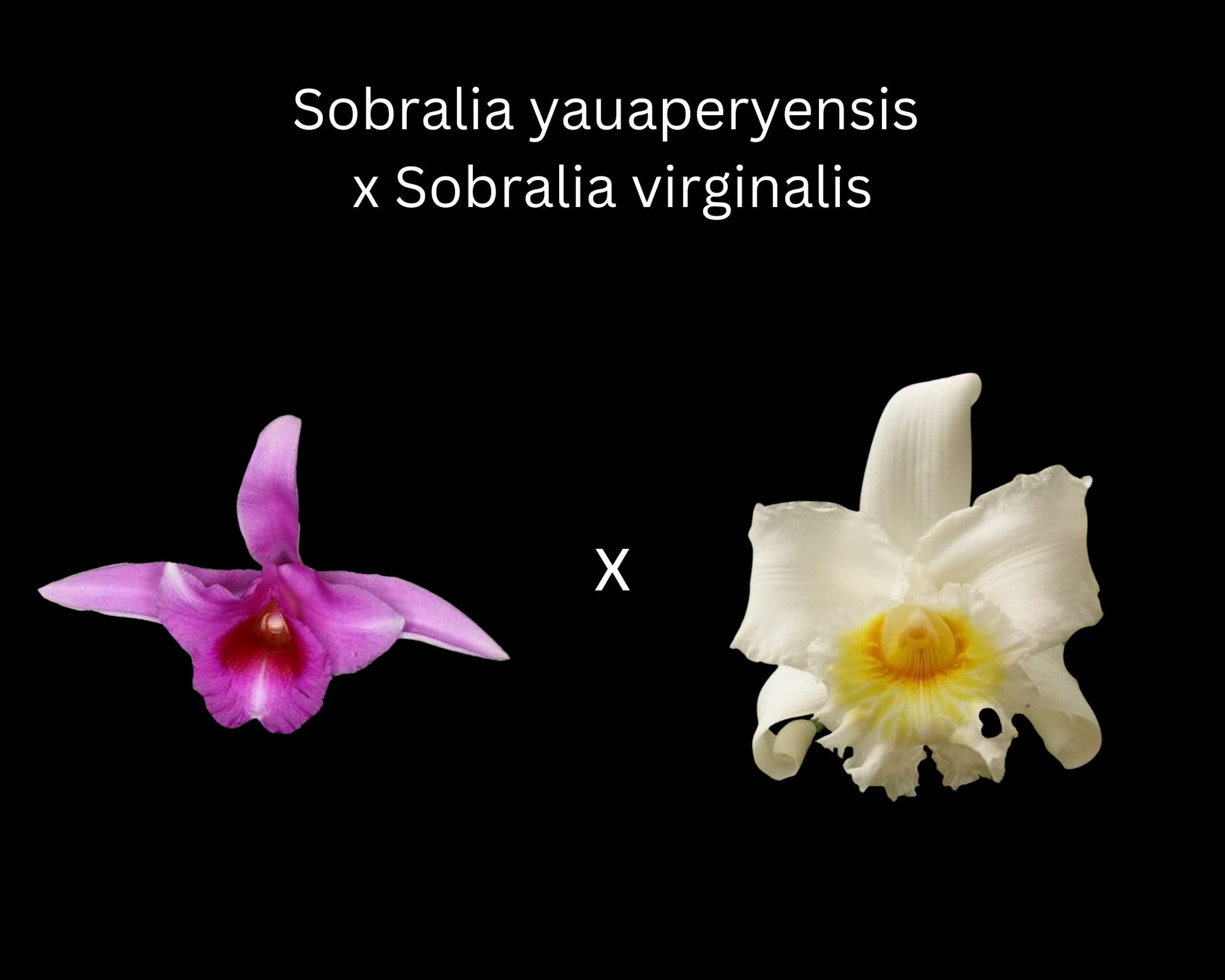 Sobralia yauaperyensis x Sobralia virginalis Sobralia La Foresta Orchids 