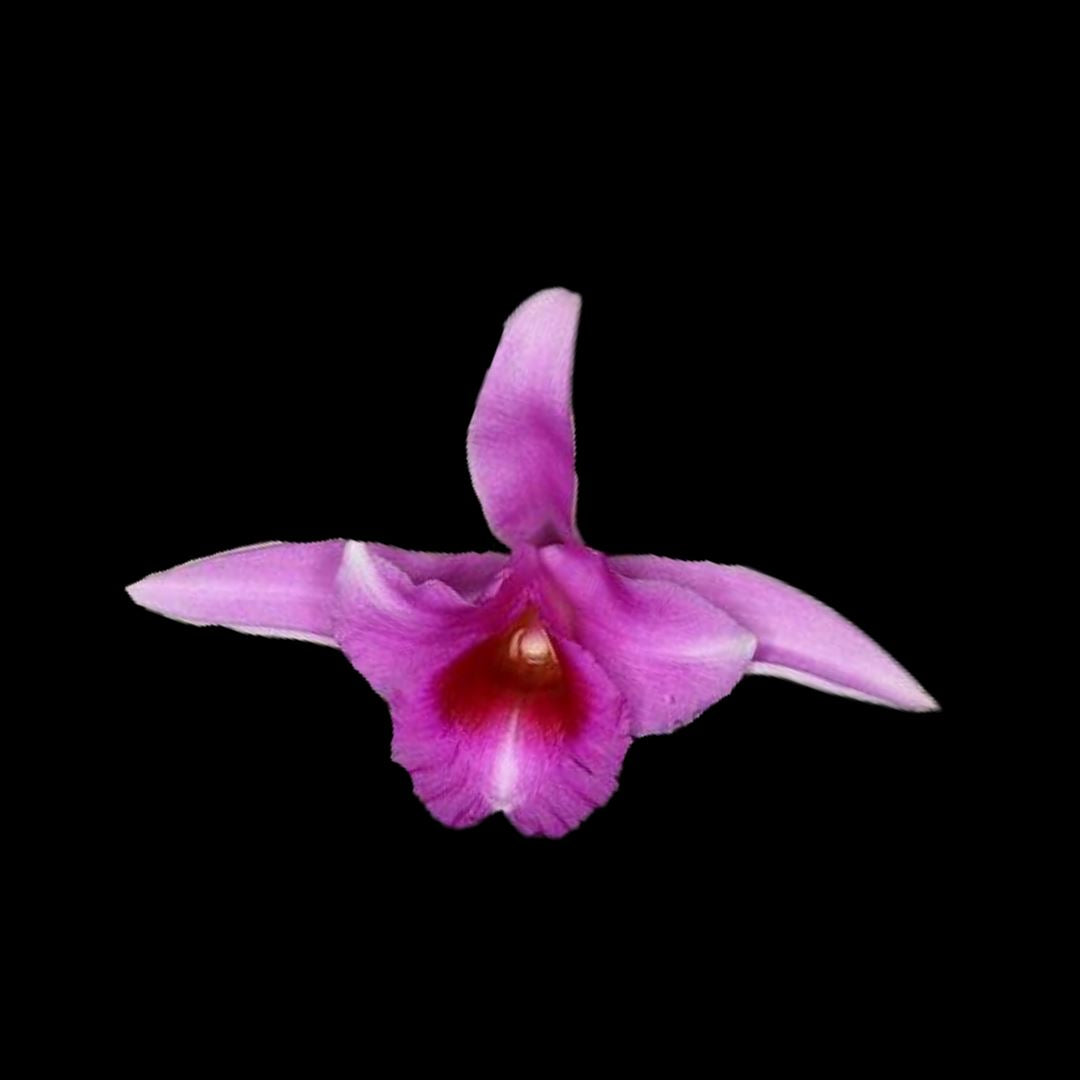 Sobralia yauaperyensis x Sobralia virginalis Sobralia La Foresta Orchids 