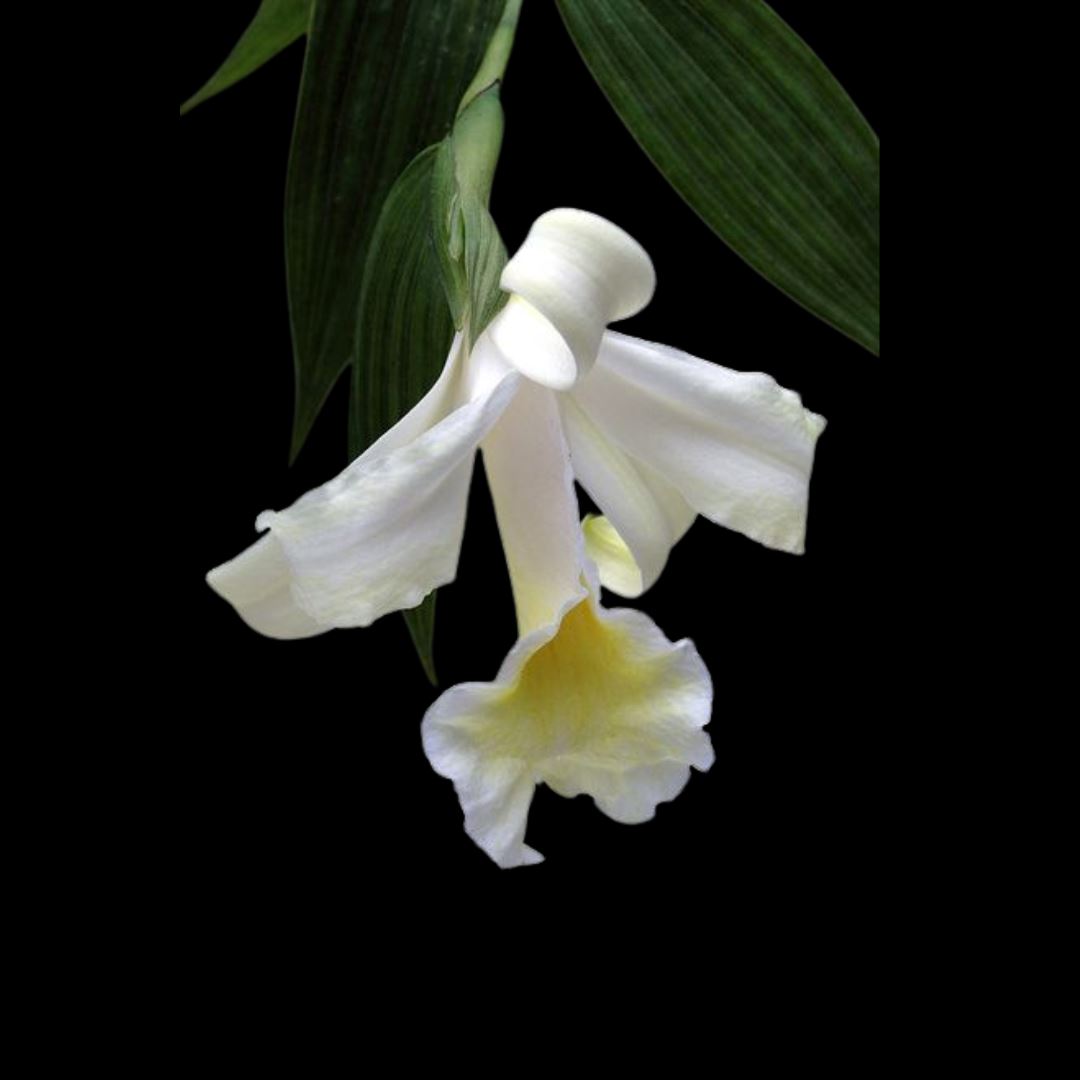 Sobralia yauaperyensis x Sobralia virginalis Sobralia La Foresta Orchids 