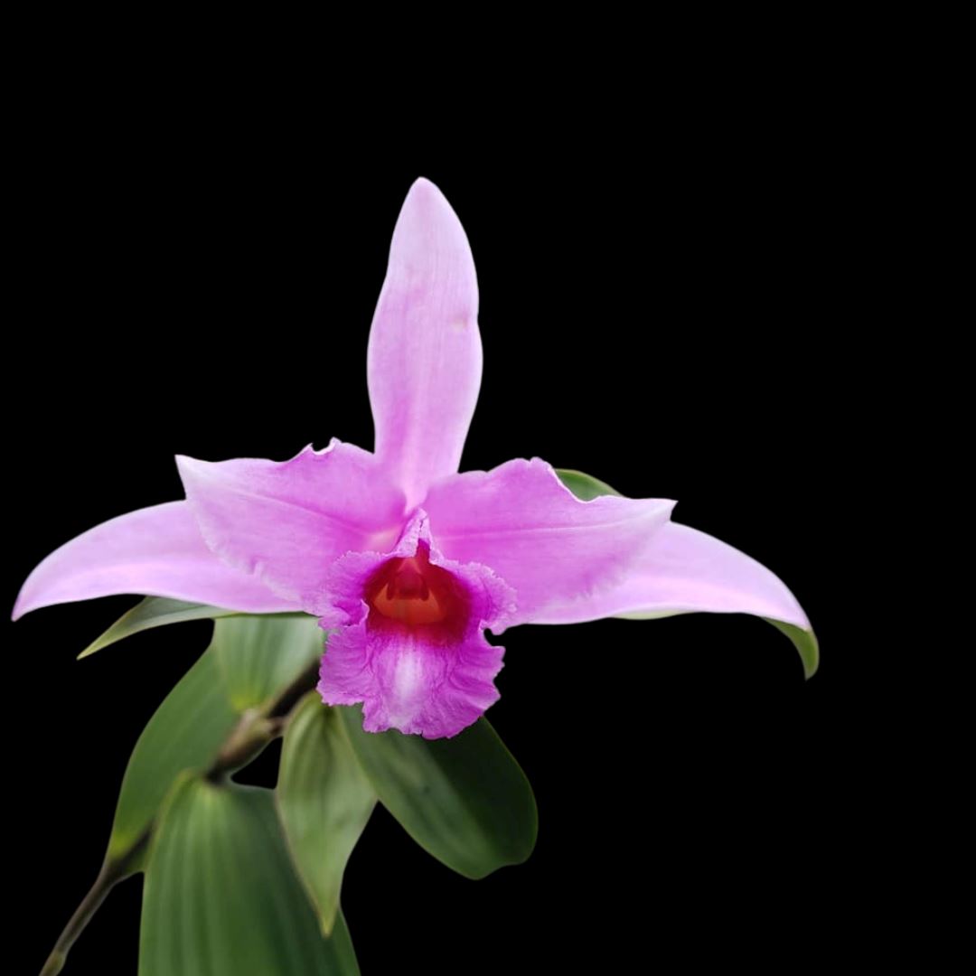 Sobralia yauaperyensis x Sobralia virginalis Sobralia La Foresta Orchids 