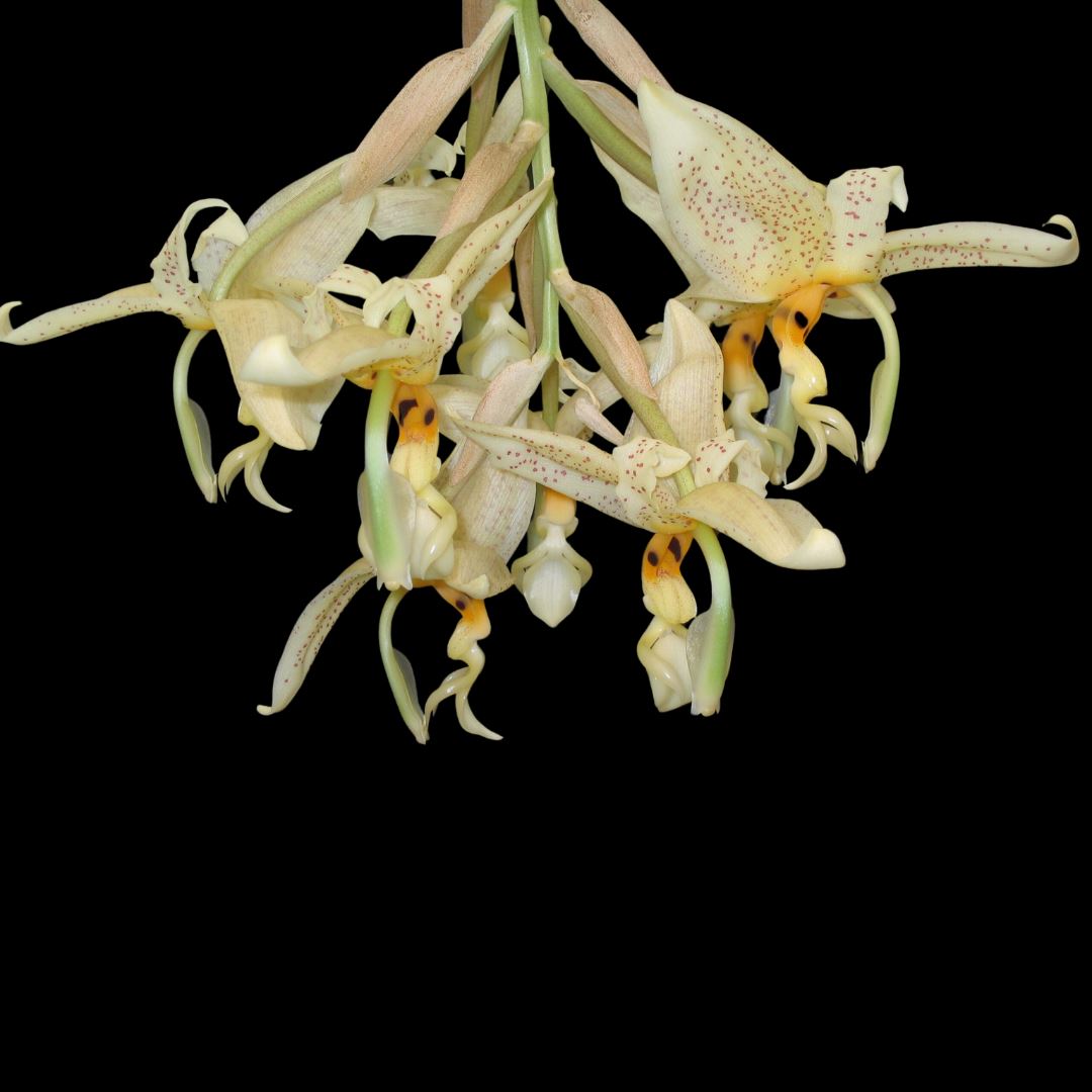 Stanhopea oculata Stanhopea La Foresta Orchids 