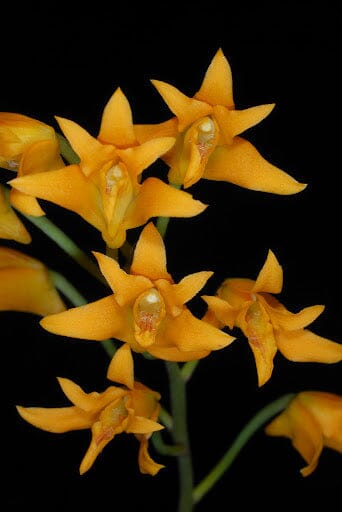 Stenocoryne aureofulva Bifrenaria La Foresta Orchids 